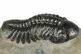 Detailed Reedops Trilobite - Atchana, Morocco #359488-2